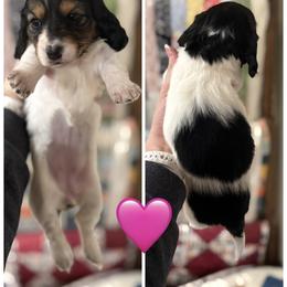 Girl 5 - Piebald female Dachshund puppy in Bellevue, Texas from Bar -JL DOXIES
