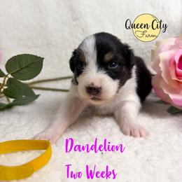 Dandeline - Black tri-color female Australian Shepherd puppy in Falmouth, Kentucky from Queen City Farm