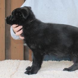 This girl is a happy go luck girl who is adventurous and loving. - Black female German Shepherd puppy in Yakima, Washington from Bahr-S German Shepherds