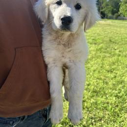 Golden Retriever Puppies from Paris Golden Puppies