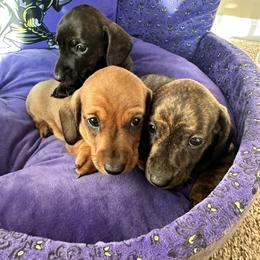 Dachshund Puppies from Army of Dachshunds