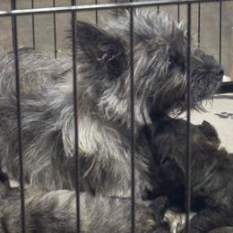 Cairn Terrier puppies from Pine-Oaks Cairn Terriers, LLC
