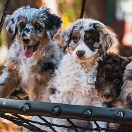 Aussiedoodles from Leafy Acre Mini Farm