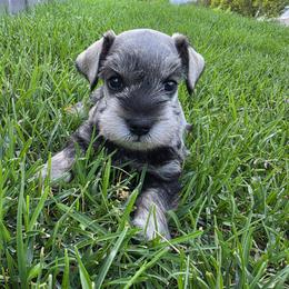 Everett Imported Champion Lines - Salt and pepper male Miniature Schnauzer puppy in Saratoga Springs, Utah from Happy Beard Schnauzers