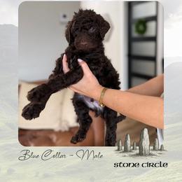Stone Circle - Chocolate male Goldendoodle puppy in Garland, Texas from Twilight Doodles