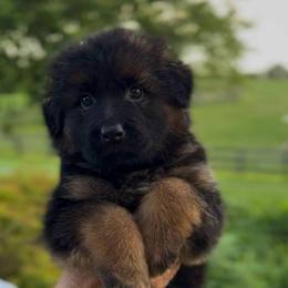 Show female 2 - Black and red female German Shepherd puppy in Winchester, Kentucky from Drache Feld