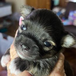 Flag - Chocolate brindled fawn male Chihuahua puppy in Tecumseh, Oklahoma from Callie’s Happy Chihuahuas, Callie’s Happy Treasures LLC