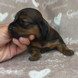 Shaded Red - Red male Dachshund puppy in Boswell, Indiana from Golden Moose Homestead