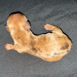 Girl 1 - Dapple female Dachshund puppy in Palm Coast, Florida from Michelle’s Mini Dachshunds