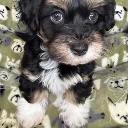 Heart's black and tan boy - Black and tan male Havanese puppy in Williamson, Georgia from Windyhill Havanese