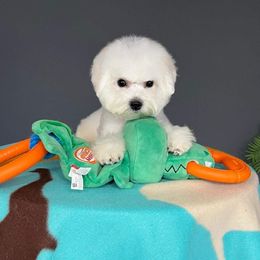 Bichon Frise Puppies from Wet Kisses Bichons