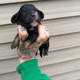 Biscuit - Black and tan male Dachshund puppy in Solon Springs, Wisconsin from Werpstead Shorties