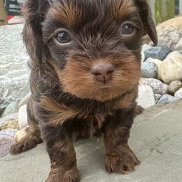 Celery - Brown male Shihpoo puppy in Howard City, Michigan from Petite Joie Puppies
