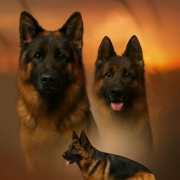 German Shepherd puppies from Furman German Shepherds