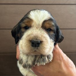 Starling - Liver white and tan female English Springer Spaniel puppy in Robesonia, Pennsylvania from Rogue Mountain Manor