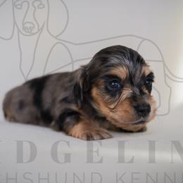 Prada - Dapple female Dachshund puppy in Temecula, California from Naomi Magee's Dachshund Kennel