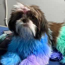 Sofia - Shih Tzu