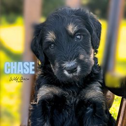 Chase - Phantom male Bernedoodle puppy in Hickory, North Carolina from Wild Grace Farm Pups