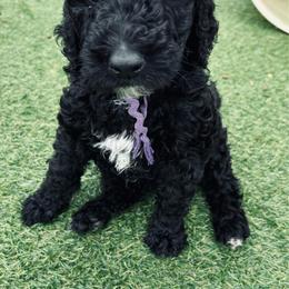 Purple girl, Bella - Parti female Poodle puppy in Gainesville, Georgia from Rose’s Goldendoodles & Standard Poodles