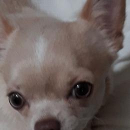 Dolly - Chihuahua