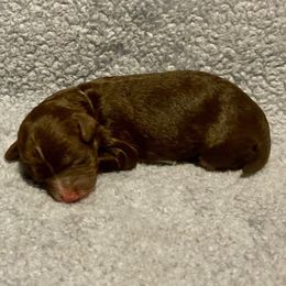 Blue - Chocolate female Yorkipoo puppy in Martin, Tennessee from Danza Bolo