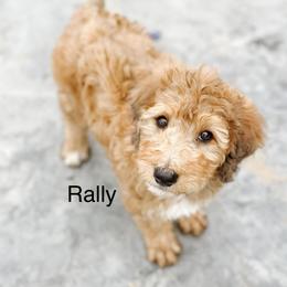 Rally - Sable female Bernedoodle puppy in Pasco, Washington from Camp Doodle Woods