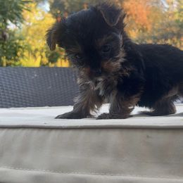 Yorkshire Terrier Puppies from Homeoftheyorkieandpups