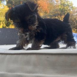 Yorkshire Terrier Puppies from Homeoftheyorkieandpups