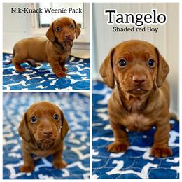 Tangelo - Red male Dachshund puppy in Florida from Niki Humphries' Dachshunds