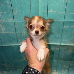 8838 chocolate sable husky marked girl - Chocolate sabled fawn female Chihuahua puppy in Palmyra, Indiana from Country Star Chihuahuas