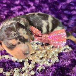Ivy - Dapple female Dachshund puppy in Kansas City, Missouri from Divine Doxies LLC