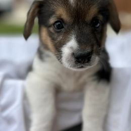 Companion Crosses, Miniature Australian Shepherds, and Pembroke Welsh Corgis from JOY Farms
