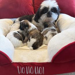 Shih Tzu puppies from Shih Zu’s of Long Beach