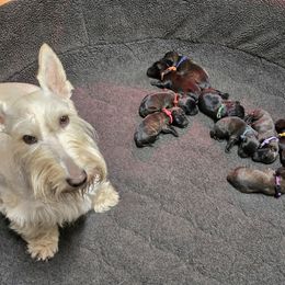 Boy 5 - Brindle Scottish Terrier puppy in Milo, Iowa from Scotties By Stout
