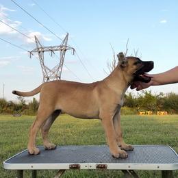 Bigger fawn - ears are cropped - Gold female Perro de Presa Canario puppy in Leitchfield, Kentucky from Rey Gladiador Presa Canario