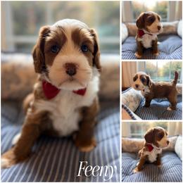 Feeny - Red male Australian Labradoodle puppy in Summerfield, North Carolina from Four Oaks Labradoodles
