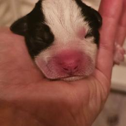 Boy 1 - Tri-color male Russell Terrier puppy in Harvel, Illinois from Ruff and Tumble Russell Terriers