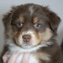 Girl 2 - female Australian Shepherd puppy in Grand Rapids, Michigan from Griffin Tides - Australian Shepherds