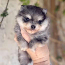 Boy 1 - Blue merle male Pomeranian puppy in Newport Beach, California from Exotic City Pomeranians and chihuahuas
