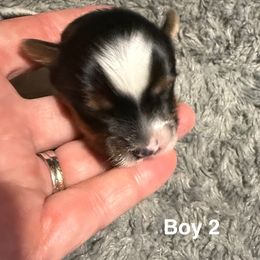 Boy 2 - Black tan and white male Biewer Terrier puppy in Alabama from Bama Biewers