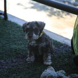 Stephanie - Salt and pepper female Miniature Schnauzer puppy in San Bernardino, California from Rose Lane Schnauzers