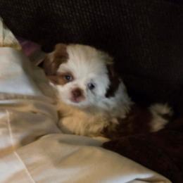 Patch - Liver and white male Shih Tzu puppy in Parma, Idaho from SuLynnes Shih Tzus