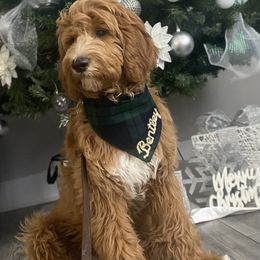 Goldendoodle Puppies from Totally Texas Doodles