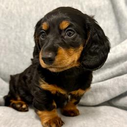 Charlie - Black and tan male Dachshund puppy in Sutherland, Virginia from Sutherland Estates Dachshunds