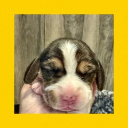 Yellow - Black tan and white male Beagle puppy in Viper, Kentucky from Mountain Top