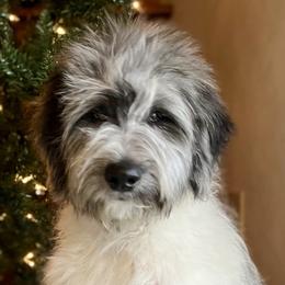 Aussiedoodles, Goldendoodles, Labradoodles, and Poodles from Magnolia State Poodles and Doodles