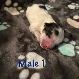 Male 1 - Parti male Yorkshire Terrier puppy in Fredericksburg, Virginia from VA Exclusive Yorkies