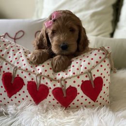 Bernedoodle and Goldendoodle Puppies from Heartfelt GoldenDoodles