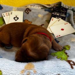 Ace - Yellow male Labrador Retriever puppy in Melrose, New Mexico from ECMO Farm Dalmatians & Labrador Retrievers