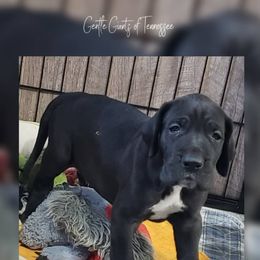Great Dane Puppies from Gentle Giants of Tennessee Great Danes